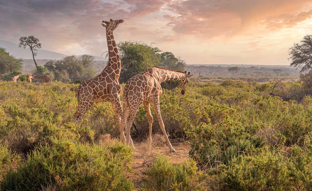 A „masai” alfaj zsiráfja a síkságon táplálkozik az Ol Kinyei természetvédelmi területen, Maasai Mara-ban, Kenyában, Narok megyében.